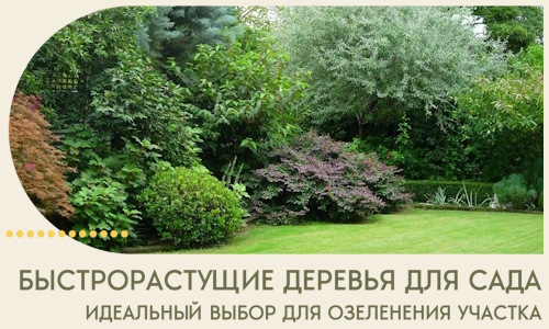 Быстрорастущие деревья для сада идеальный выбор в Людинове