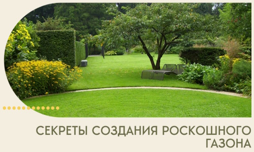 Секреты создания роскошного газона в Людинове
